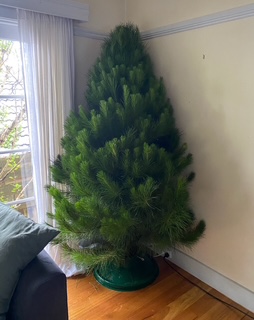 tree-in-home